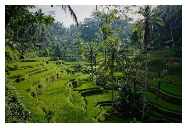 Obraz ryžových terás Tegalalang, Bali (90x60 cm)
