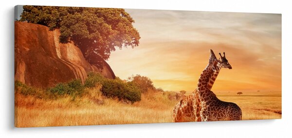 Obraz - Žirafy v Afrike (120x50 cm)