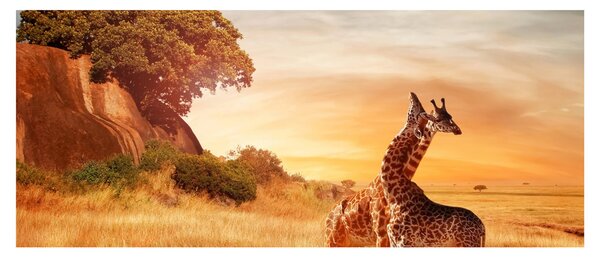 Obraz - Žirafy v Afrike (120x50 cm)