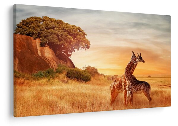 Obraz - Žirafy v Afrike (90x60 cm)
