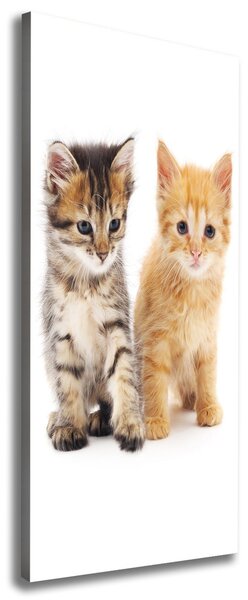 Foto obraz na plátne Sivá a červená mačka