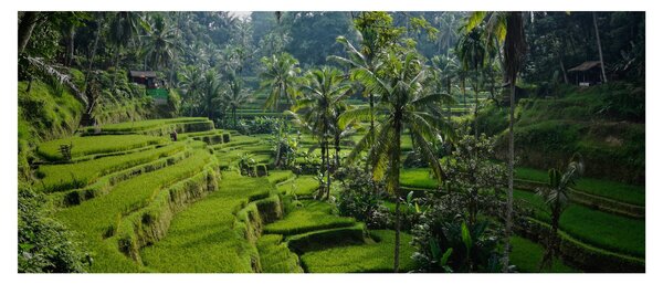 Obraz ryžových terás Tegalalang, Bali (120x50 cm)