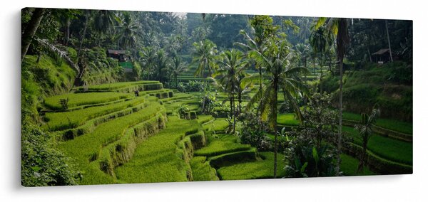 Obraz ryžových terás Tegalalang, Bali (120x50 cm)