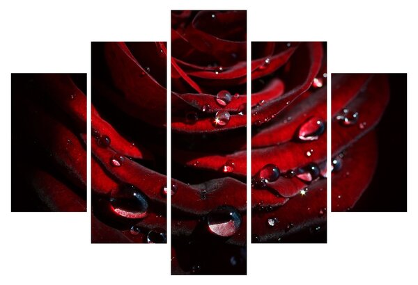 Obraz - Detail ruže (150x105 cm)