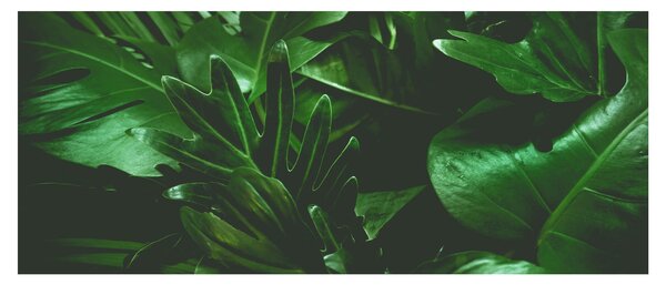 Obraz - Palmové listy (120x50 cm)