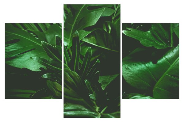 Obraz - Palmové listy (90x60 cm)
