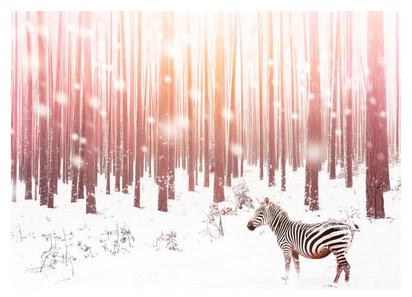 Obraz - Zebra v zasneženom lese (70x50 cm)