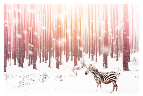 Obraz - Zebra v zasneženom lese (90x60 cm)