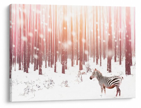 Obraz - Zebra v zasneženom lese (70x50 cm)