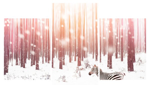 Obraz - Zebra v zasneženom lese (90x60 cm)