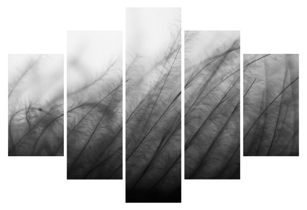 Obraz - Tráva vo vetre (150x105 cm)