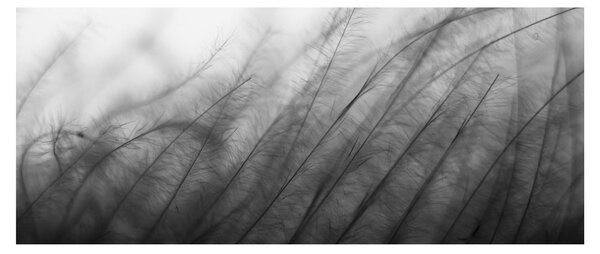 Obraz - Tráva vo vetre (120x50 cm)
