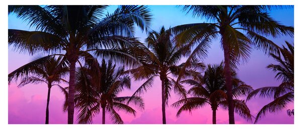 Obraz - Palmy v Miami (120x50 cm)