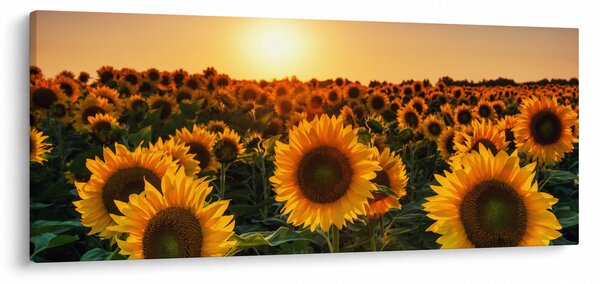 Obraz - Slnečnica (120x50 cm)