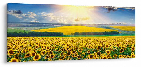Obraz - Pole slnečníc (120x50 cm)