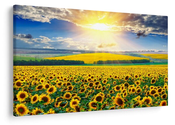 Obraz - Pole slnečníc (90x60 cm)