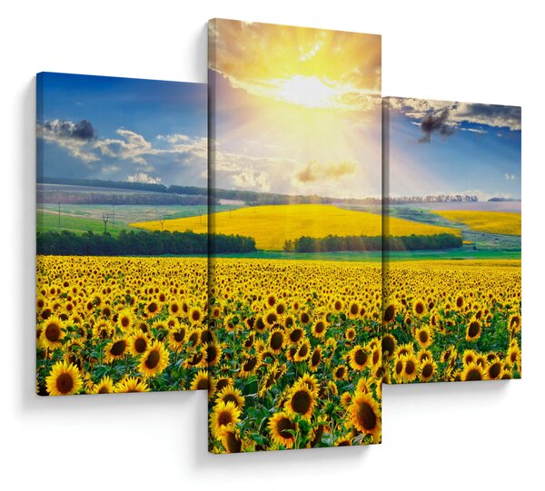 Obraz - Pole slnečníc (90x60 cm)