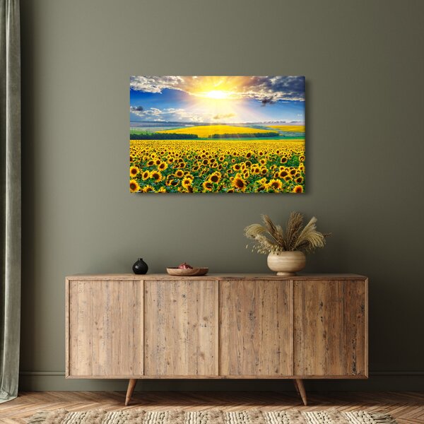 Obraz - Pole slnečníc (90x60 cm)