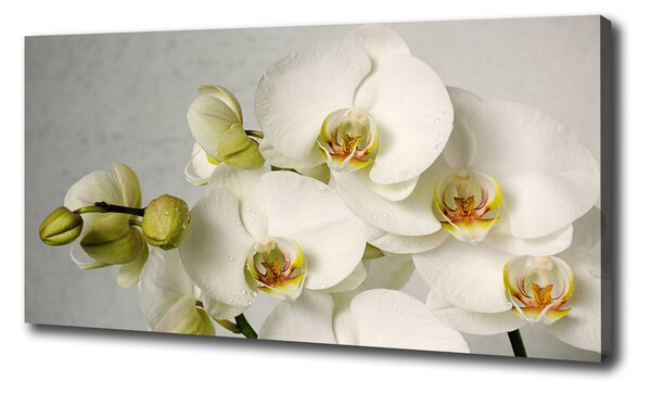 Foto obraz na plátne Biela orchidea pl-oc-100x50-f-67521473