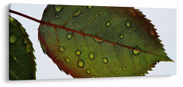 Obraz - List ruže (120x50 cm)