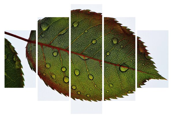 Obraz - List ruže (150x105 cm)