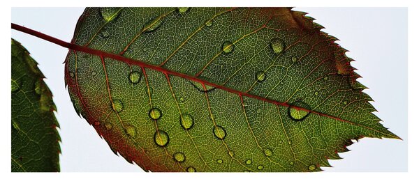 Obraz - List ruže (120x50 cm)