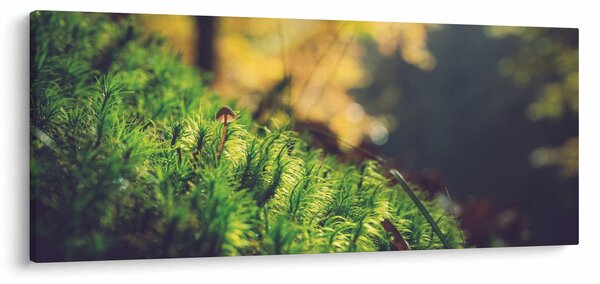 Obraz machu s hubou (120x50 cm)