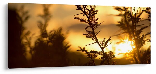 Obraz - Slnko zapadajúce za stromami (120x50 cm)