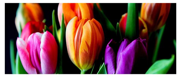 Obraz tulipánov na čiernom pozadí (120x50 cm)