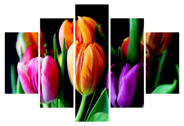 Obraz tulipánov na čiernom pozadí (150x105 cm)