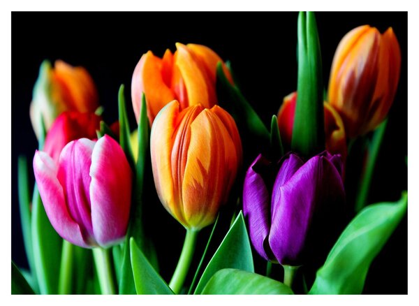 Obraz tulipánov na čiernom pozadí (70x50 cm)