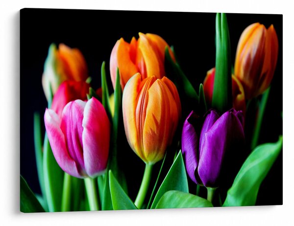 Obraz tulipánov na čiernom pozadí (70x50 cm)