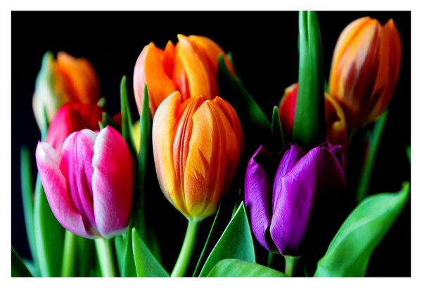Obraz tulipánov na čiernom pozadí (90x60 cm)