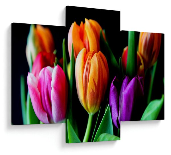 Obraz tulipánov na čiernom pozadí (90x60 cm)