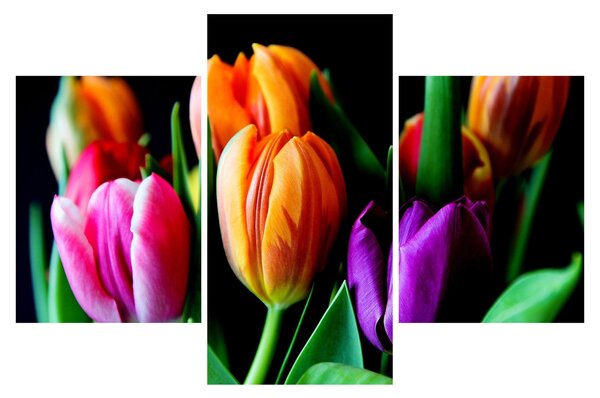 Obraz tulipánov na čiernom pozadí (90x60 cm)