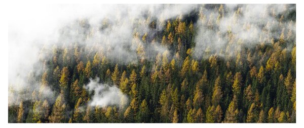 Obraz lesa v mrakoch (120x50 cm)