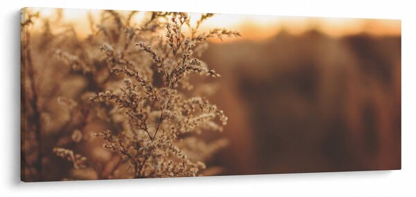 Obraz kvitnúcej trávy (120x50 cm)