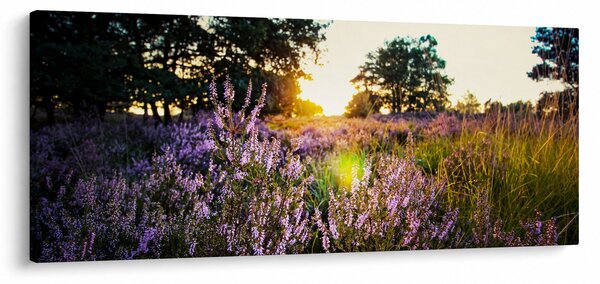Obraz poľa levanduľou (120x50 cm)