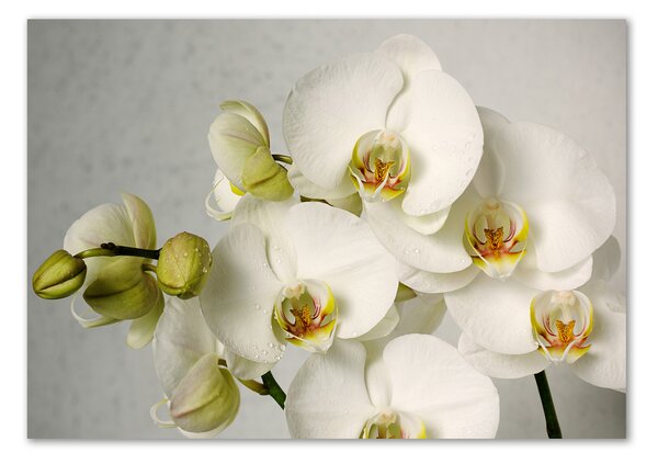 Fotoobraz na skle Biela orchidea pl-osh-100x70-f-67521473