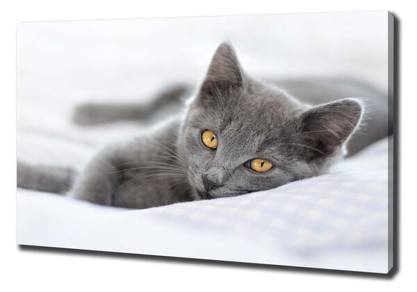 Foto obraz na plátne Sivá mačka pl-oc-100x70-f-43951156