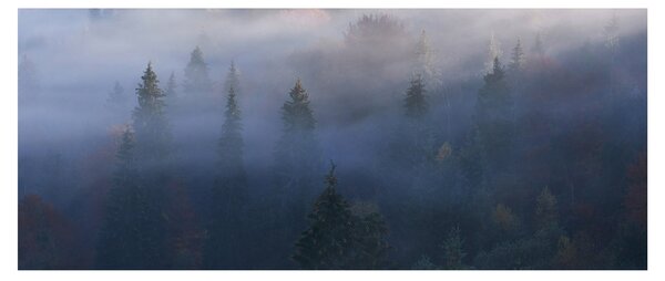 Obraz - Les v hmle, Karpaty, Ukrajina (120x50 cm)