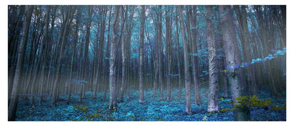 Obraz - Magický les (120x50 cm)