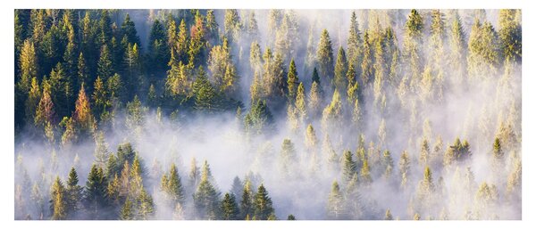 Obraz stromov v hmle (120x50 cm)