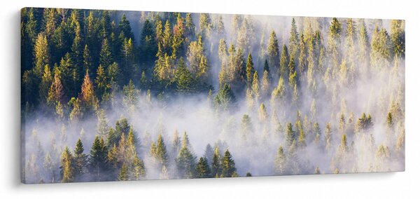 Obraz stromov v hmle (120x50 cm)