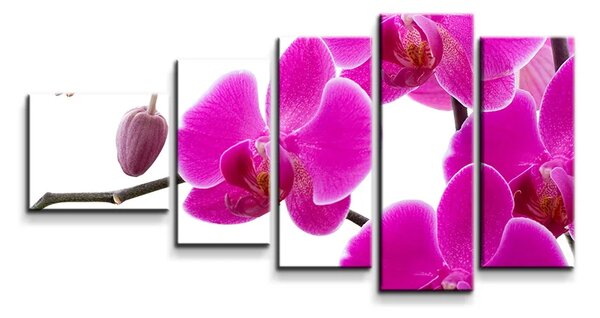 Sablio Obraz - 5-dílný Fialové Orchidey - 100x60 cm