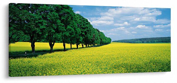 Obraz poľa s alejou (120x50 cm)