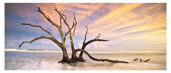 Obraz stromu v oceáne (120x50 cm)