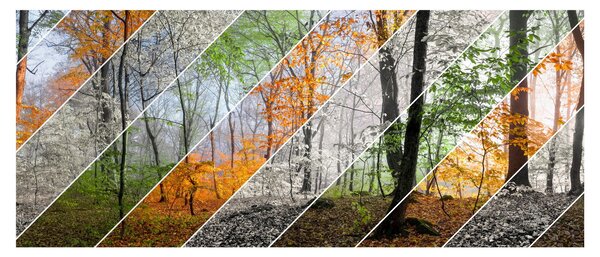 Obraz - Striedanie ročných období (120x50 cm)