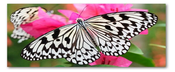 Foto obraz akrylový do obývačky Motýľ na kvetine