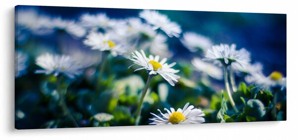 Obraz sedmokrások (120x50 cm)
